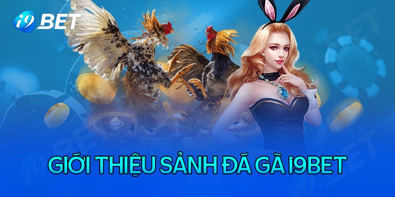 Đôi nét về sảnh đá gà i9bet